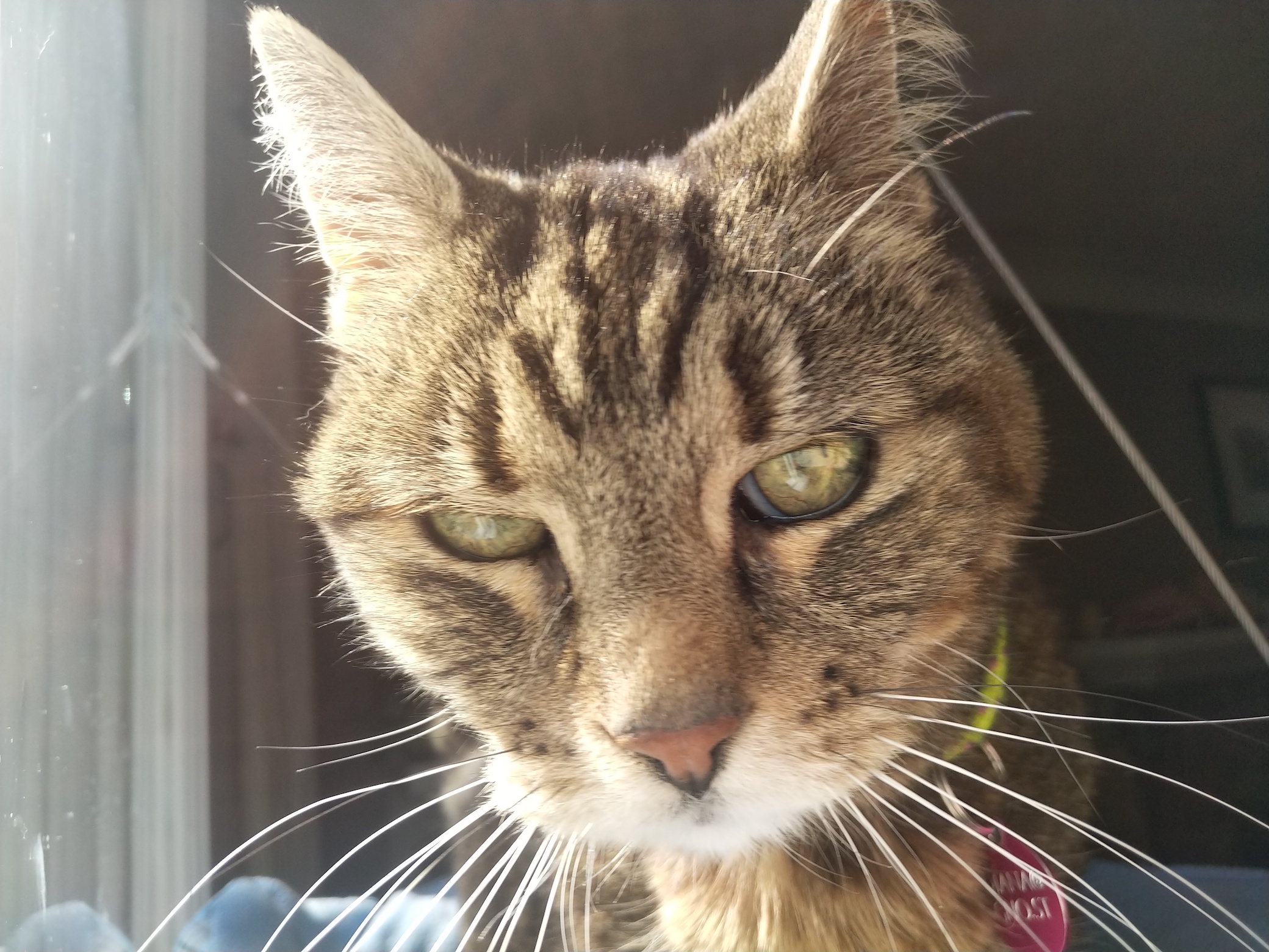 Well it image of a Cat